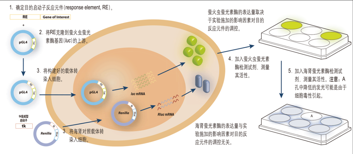 <strong>荧光素酶报告检测实验</strong>